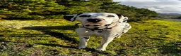 Dalmatian dogs for stud: Outstanding, health tested KC reg male| proven in Aberdare - Advert 12