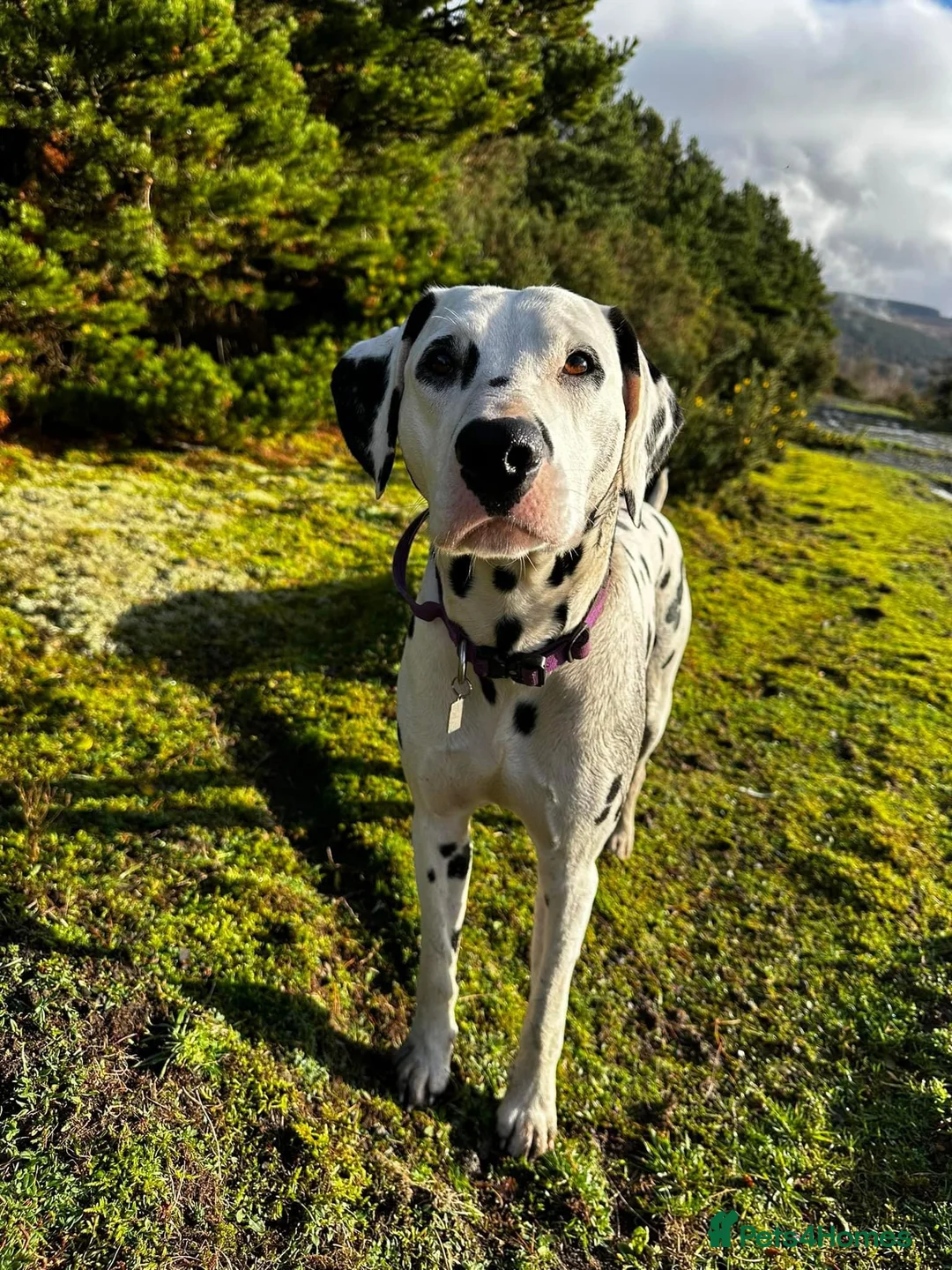 Dalmatian dogs for stud: Outstanding, health tested KC reg male| proven in Aberdare - Advert 12