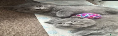British Shorthair 3