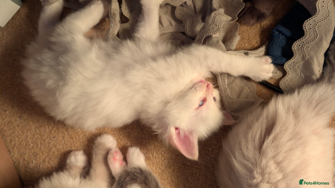 Ragdoll cats for sale: Beautiful Playful Ragdoll Kittens - Advert 21