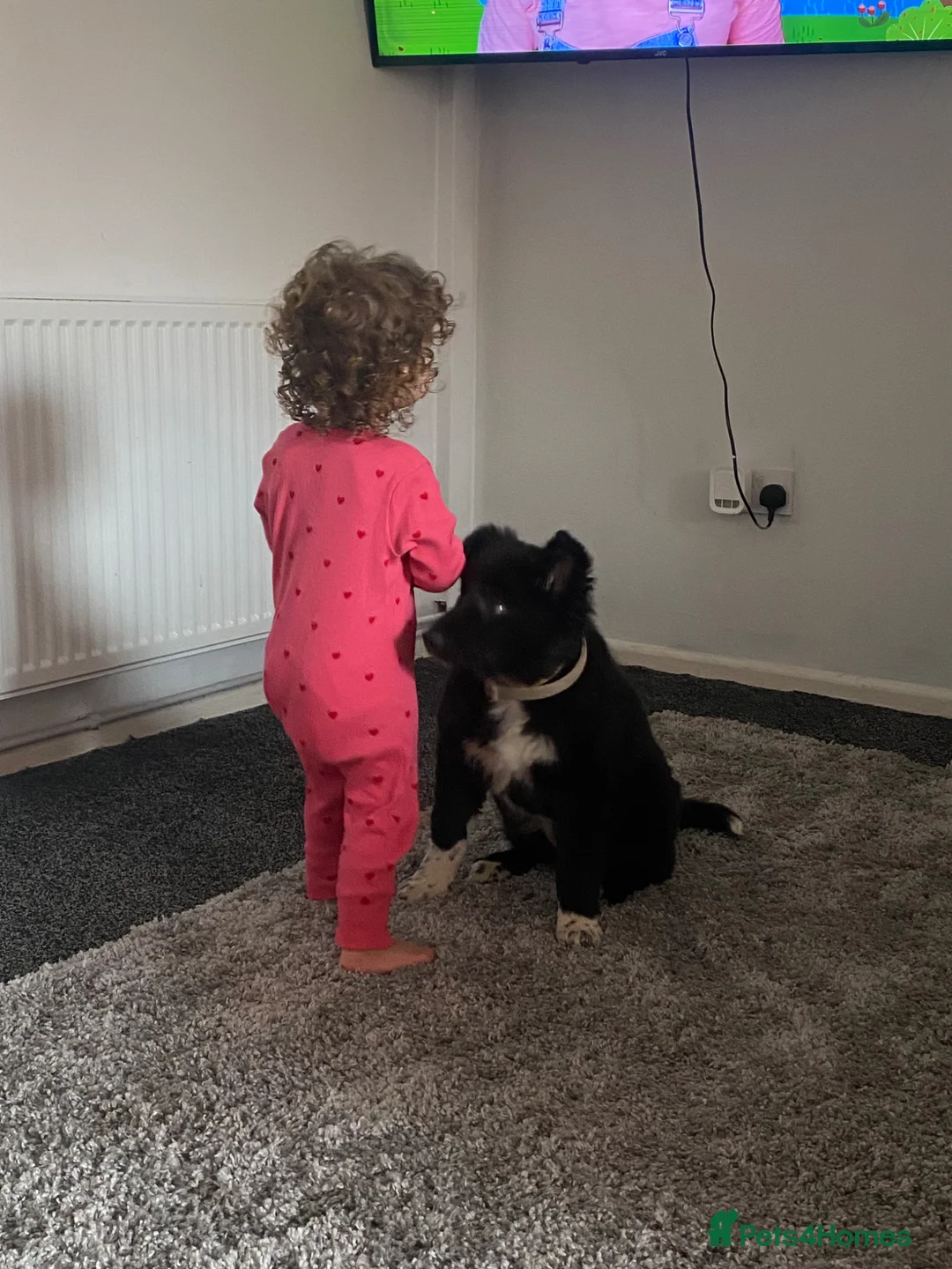 Mixed Breed dogs for sale: Female collie/kalpi in Shrewsbury - Advert 5