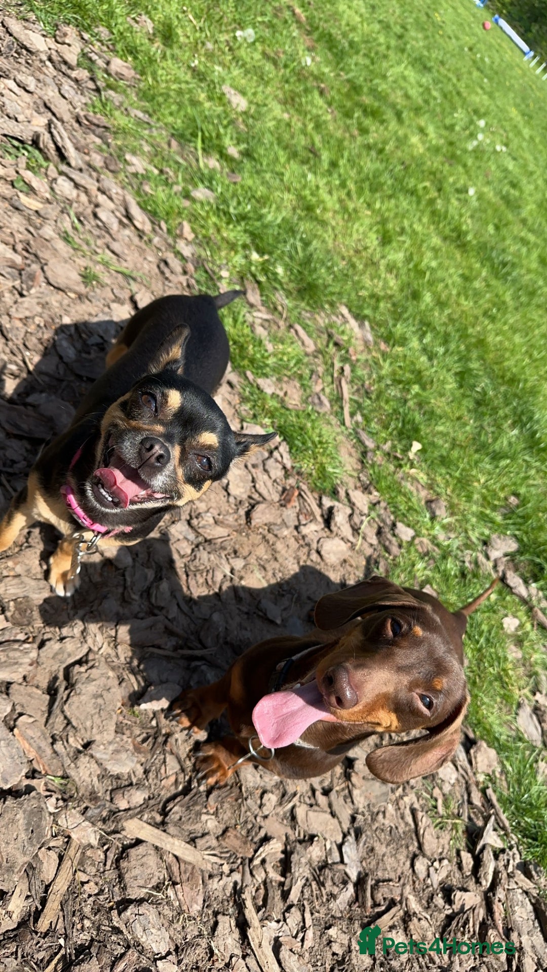 Miniature Dachshund dogs for stud: Miniature dachshund for stud - Advert 3