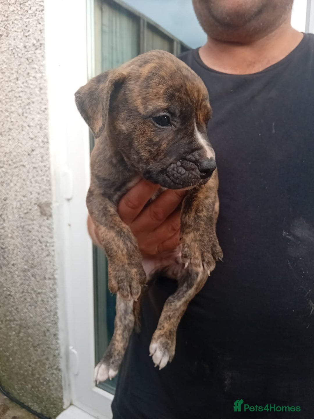 American Bulldog dogs for sale: Amercian Bulldog Pups 🐾  - Image 16