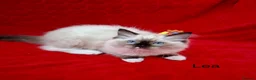 Ragdoll cats for sale: Purebread Ragdoll Kittens - TICA YORKSHIRE - Advert 3