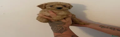 Cockapoo 4