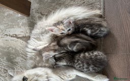 Persian cats for sale: Beautiful kittens ready for forever homes  - Image 5
