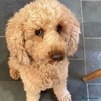 Cavapoo dogs KC miniature poodle for stud in Alford - Advert 1