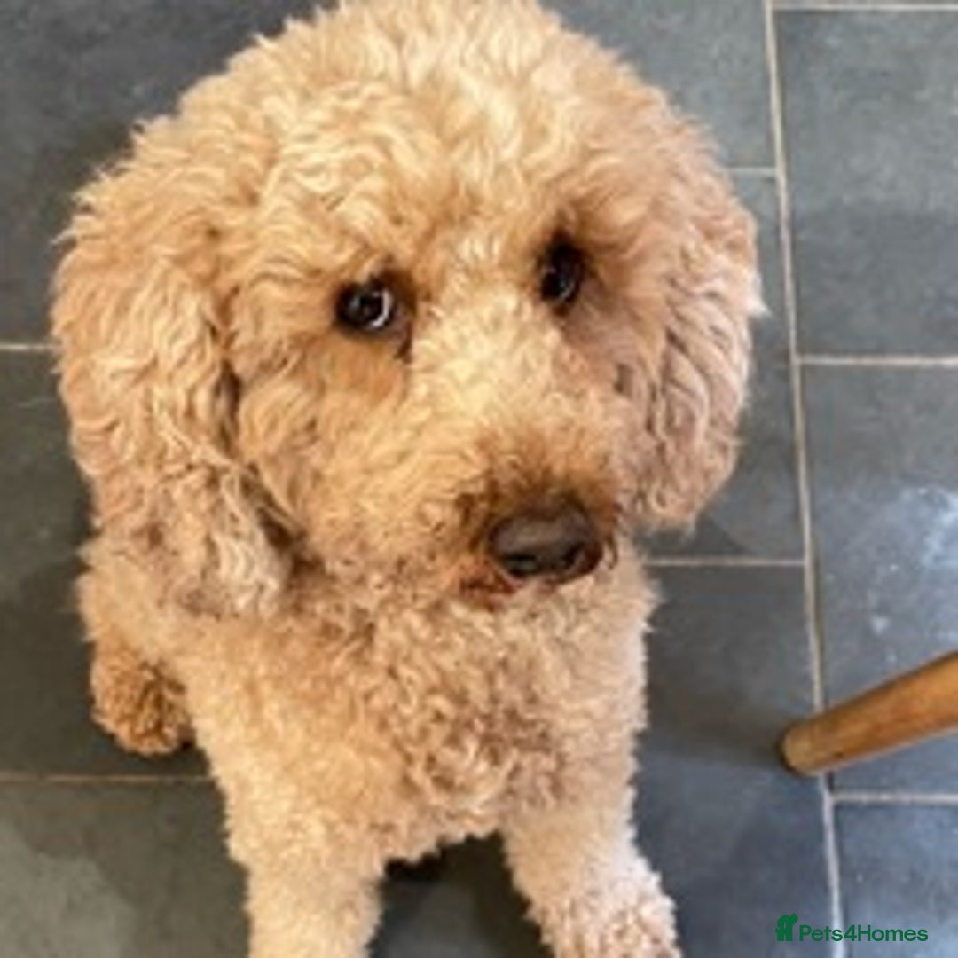 Cavapoo dogs for stud: KC miniature poodle for stud in Alford - Image 1