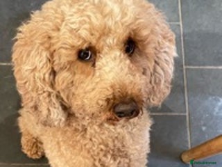 Cavapoo dogs in Alford - Advert 34