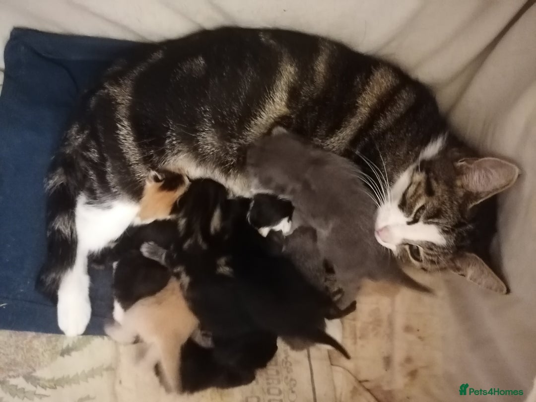 Mixed Breed cats for sale: Outstandingly gorgeous mixed kittens  - Image 1