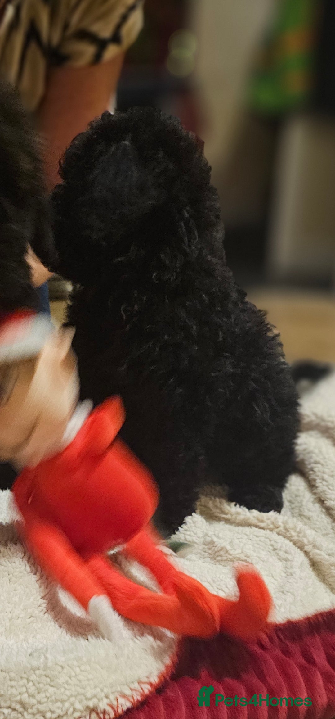 Cockapoo dogs for sale: Cockerpoo puppies - Advert 5