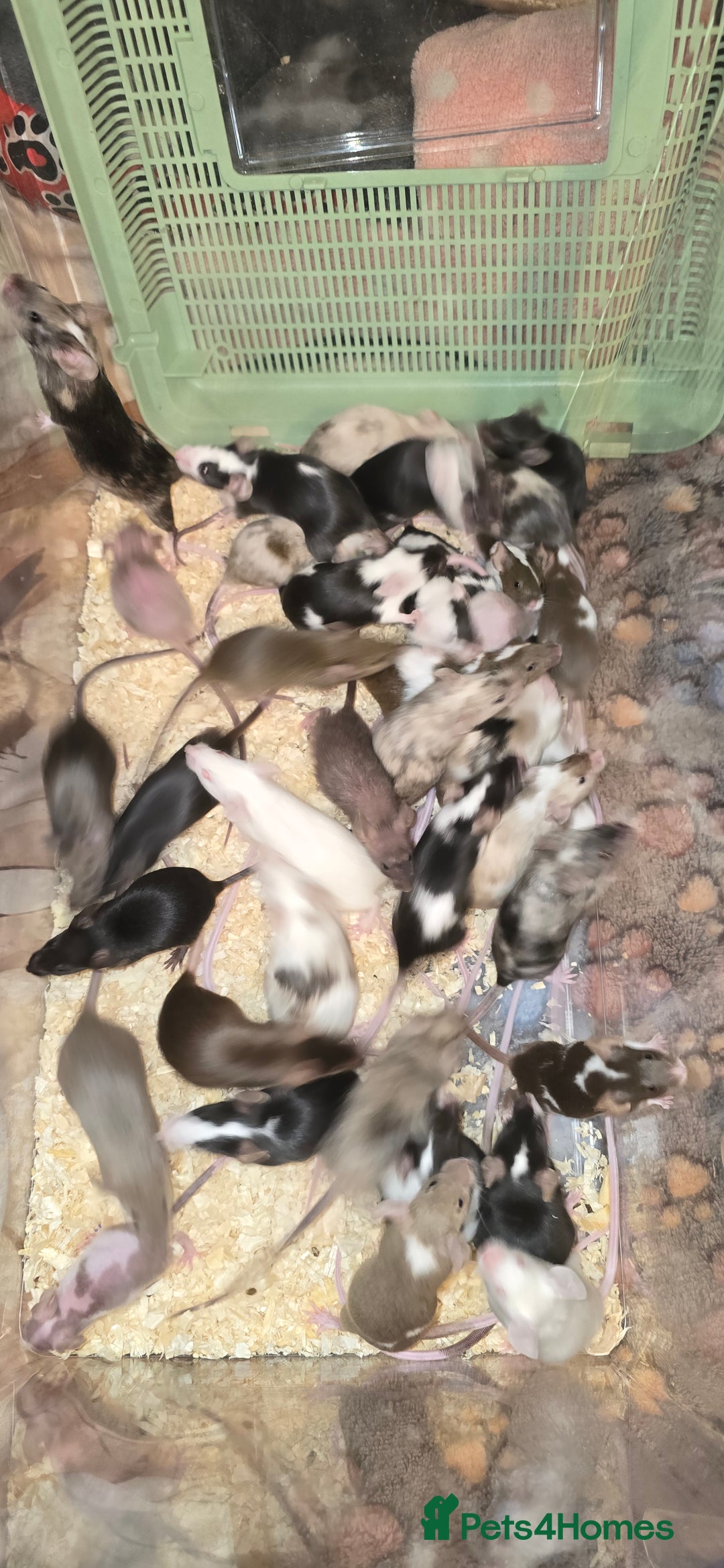 Mouse rodents for sale: Baby Fancy Mice, Mostly Females - Advert 1