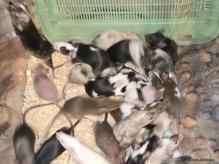 Mouse rodents Baby Fancy Mice, Mostly Females - Advert 2