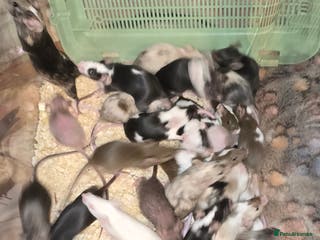 Mouse rodents Baby Fancy Mice, Mostly Females - Advert 9