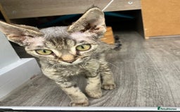 Devon Rex cats for sale: GCCF Registered Pedigree Devon Rex Kittens ❤️ in Leeds - Image 34