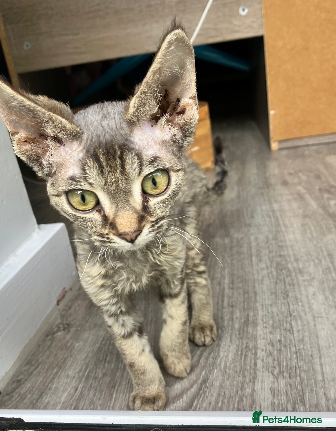 Devon Rex cats for sale: GCCF Registered Pedigree Devon Rex Kittens ❤️ in Leeds - Image 34