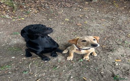 Labrador Retriever dogs for stud: Labrador cross golden retriever for stud  - Image 2