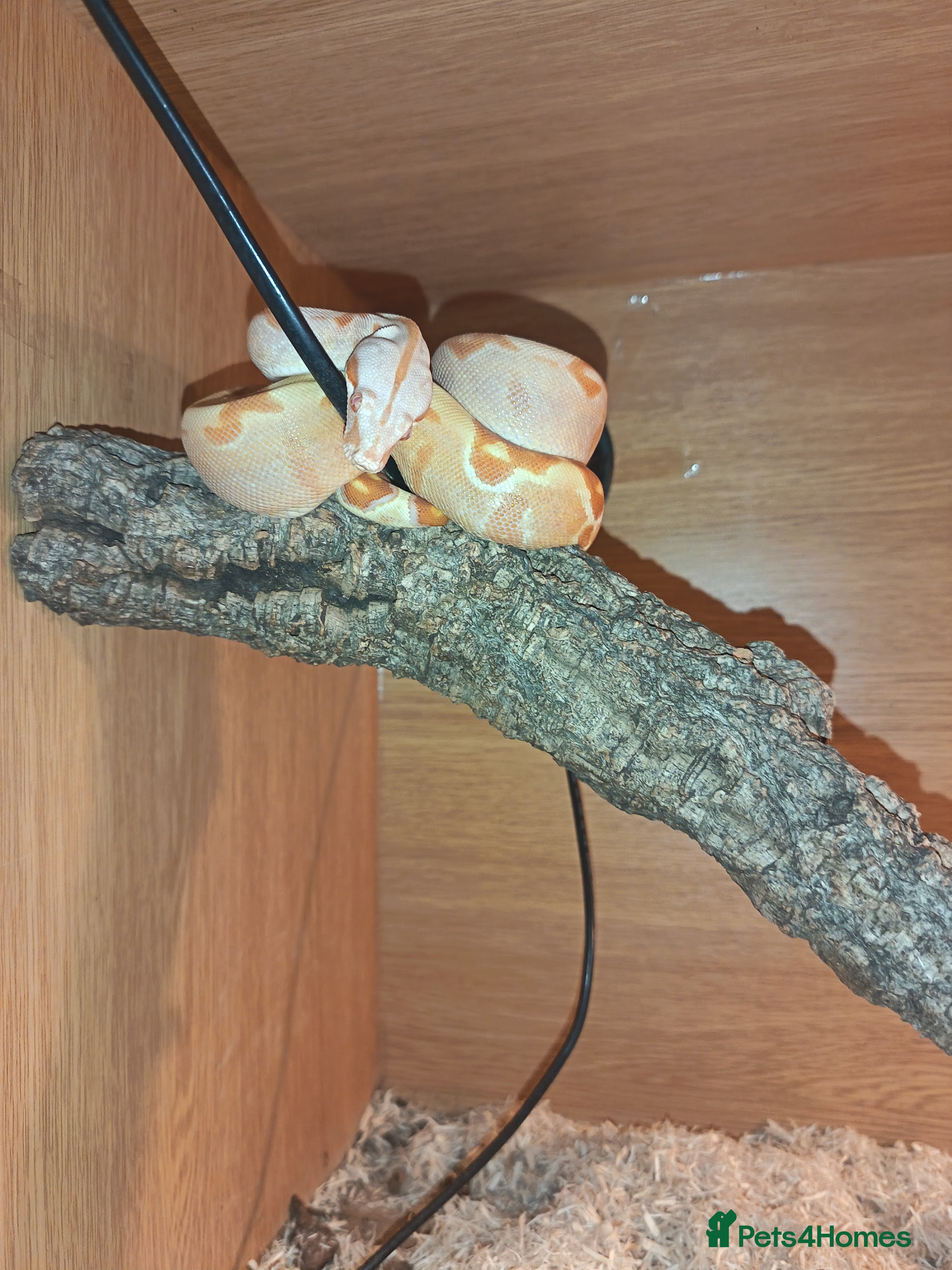 Boa Snake reptiles Boa  constrictor - Advert 2