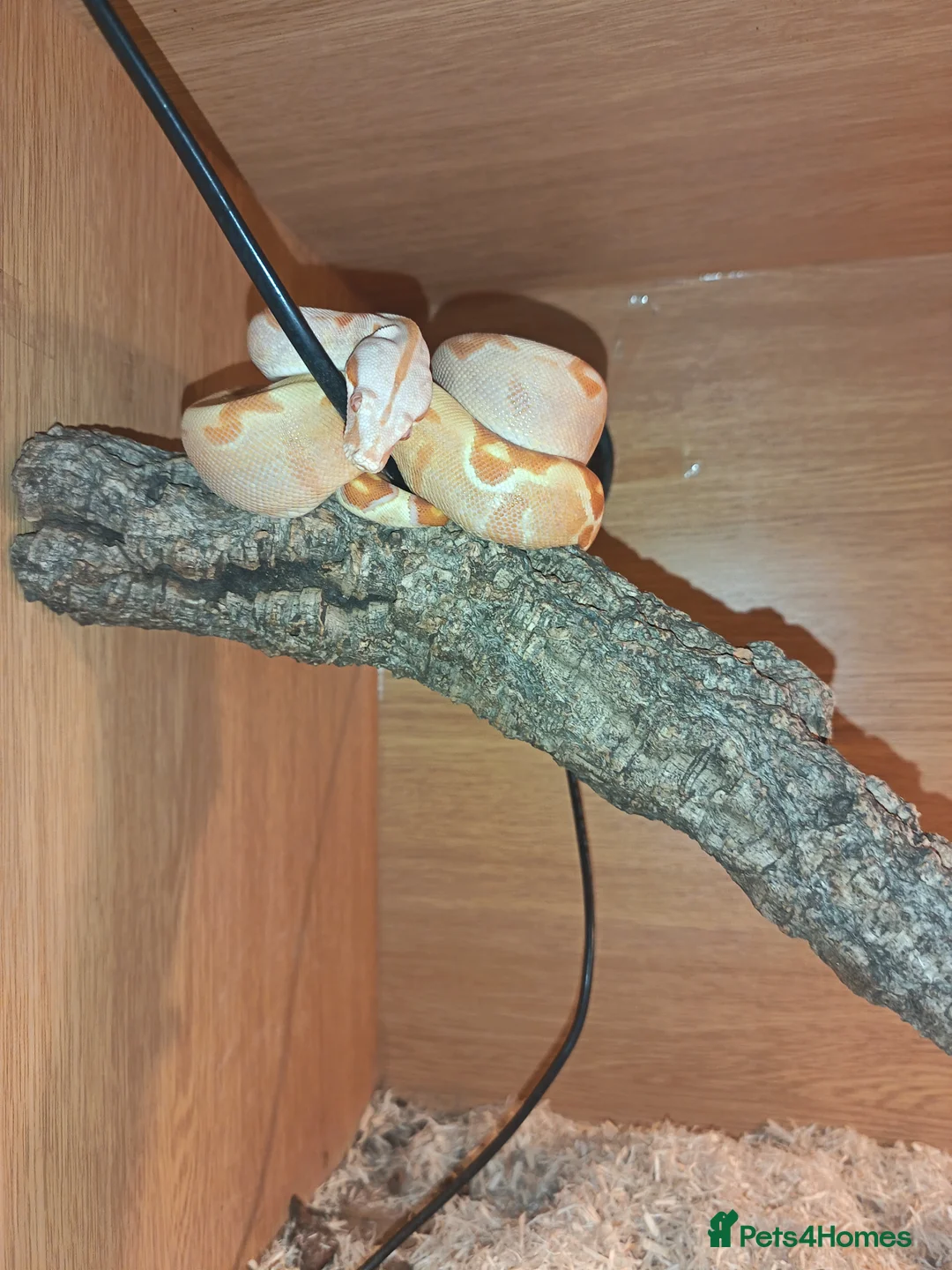 Boa Snake reptiles for sale: Boa  constrictor - Advert 1