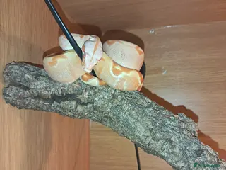 Boa Snake reptiles Boa constrictor - Advert 18