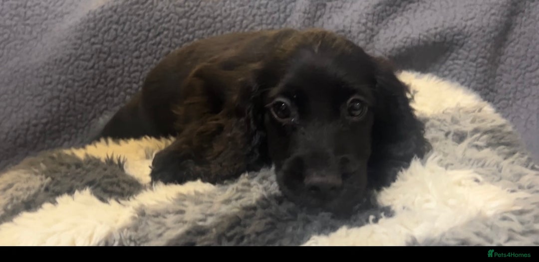 Cocker Spaniel dogs for sale: Roan cocker spaniels (blue eyes) - Image 10