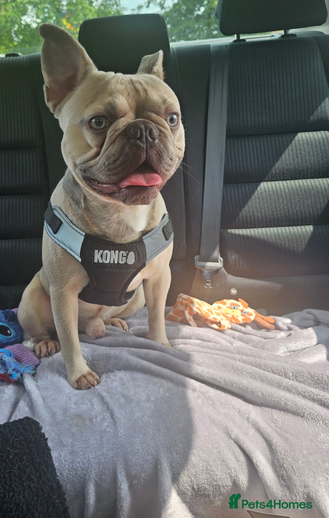 French Bulldog dogs for sale: French bulldog boy - Image 2