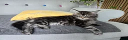 Maine Coon cats for sale: Maine coon kittens - Advert 21