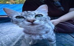 Domestic Shorthair cats for sale: ONLY ONE LEFT 4 gorgeous kittens ready to go - Image 10