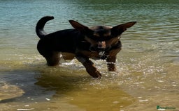 Mixed Breed dogs for sale: Beautiful Inca & handsome Nanuq  - Image 7