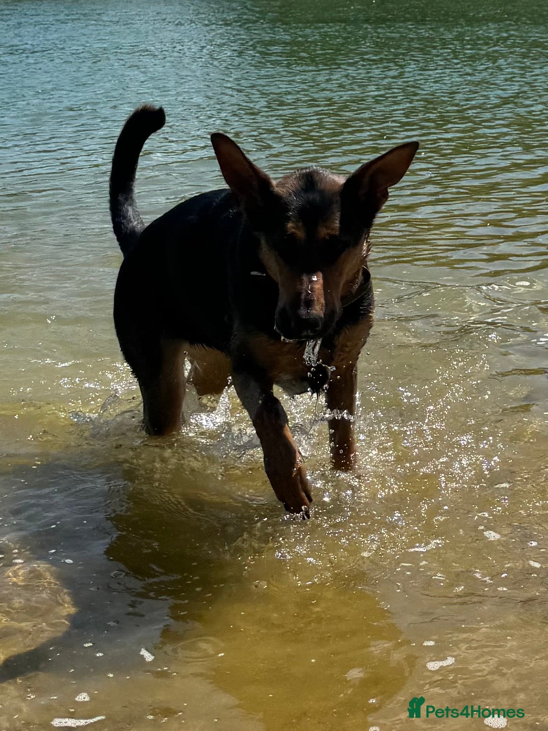 Mixed Breed dogs for sale: Beautiful Inca & handsome Nanuq  - Image 7