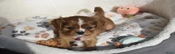 Cavalier King Charles Spaniel dogs for sale: FULLY HEALTH TESTED KC CAVALIERS PUPPIES - Advert 14