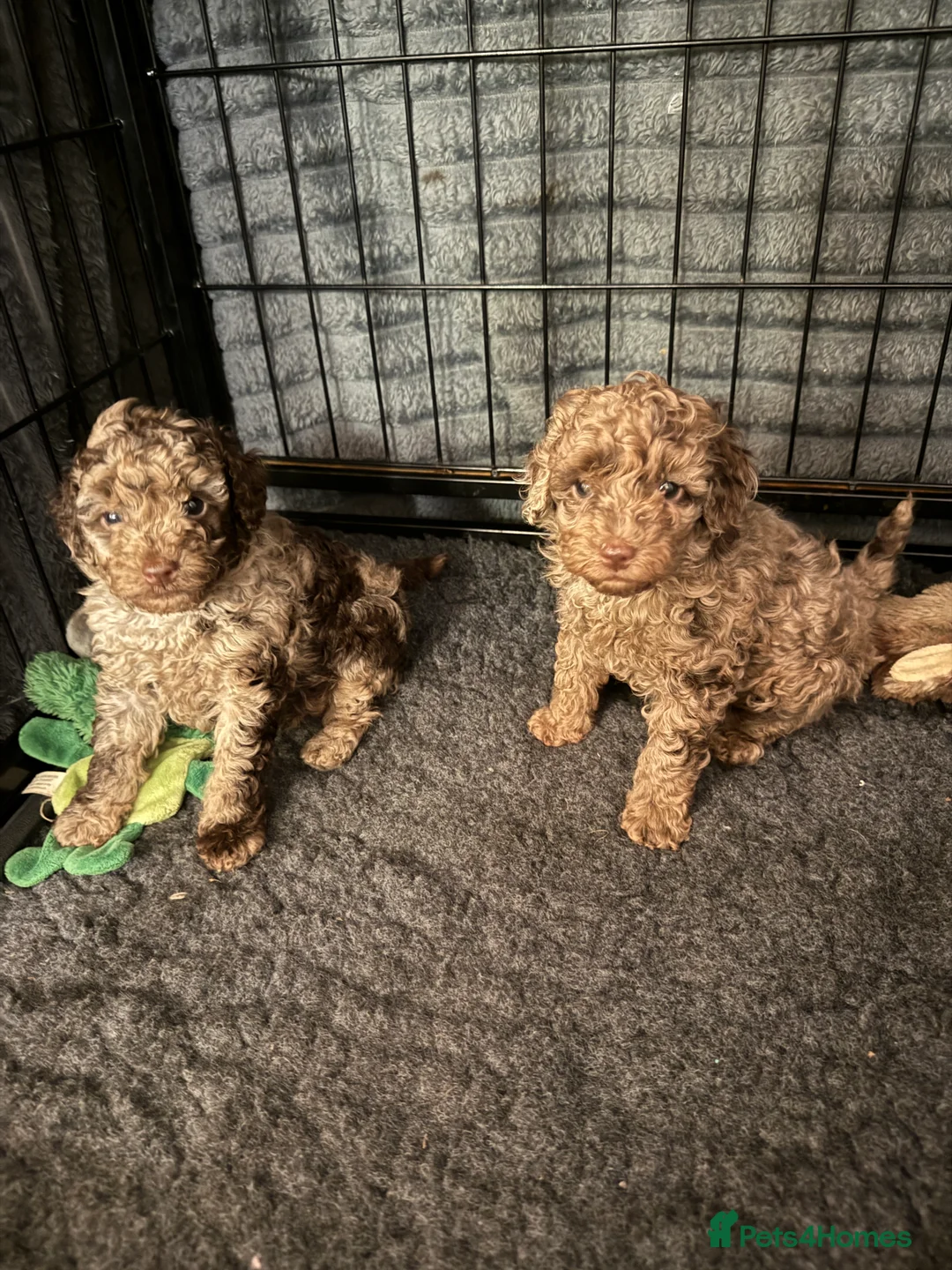 Cockapoo dogs for sale: Ready nowz stunning merle toy cockapoo pups  - Advert 5