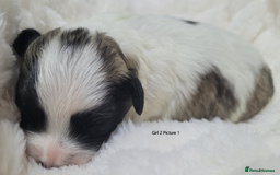 Mixed Breed dogs for sale: 🐶 Adorable La-Chon Puppies-Ready 1st December 🐶 - Image 14