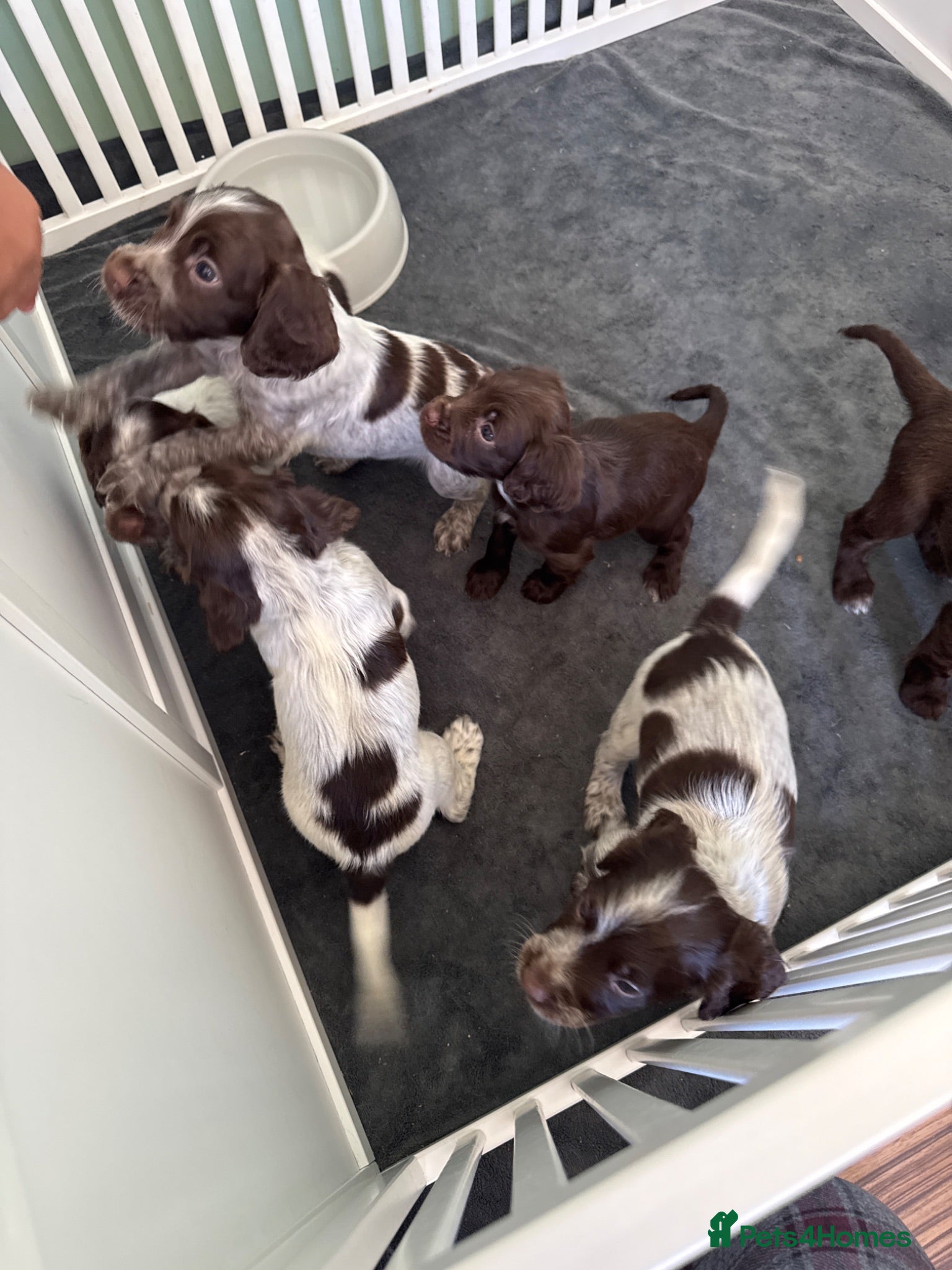 Cocker Spaniel dogs Cocker Spaniel Puppies available next week! - Advert 5