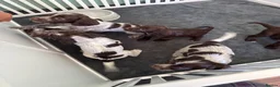 Cocker Spaniel dogs for sale: 2 Remaining Male Cocker Spaniel Pups - Advert 12