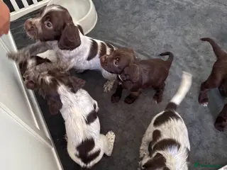 Cocker Spaniel dogs Cocker Spaniel Puppies available next week! - Advert 6