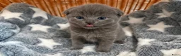 British Shorthair cats for sale: Beautiful BSH Scottish Fold & Straight Kittens - Advert 7