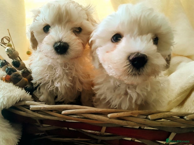 Maltipoo dogs F1 HEALTH TESTED FLUFFY TOY MALTIPOO PUPPIES - Advert 4