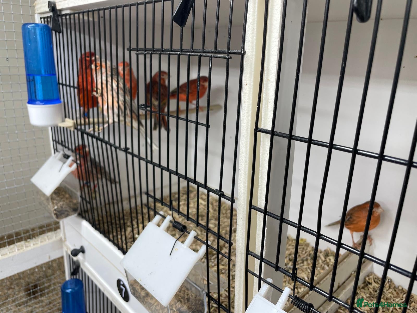 Canaries birds Red Topaz - Advert 2