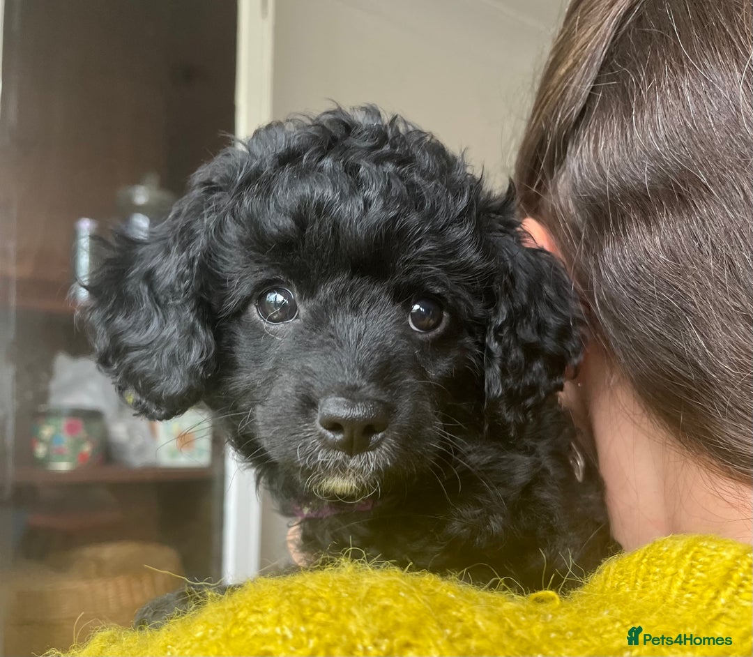 Cavapoochon dogs for sale: DNA clear, home raised, happy Cavapoochon Puppies - Image 8