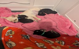 Chihuahua dogs for sale: Litter of Chihuahua pups - Image 2