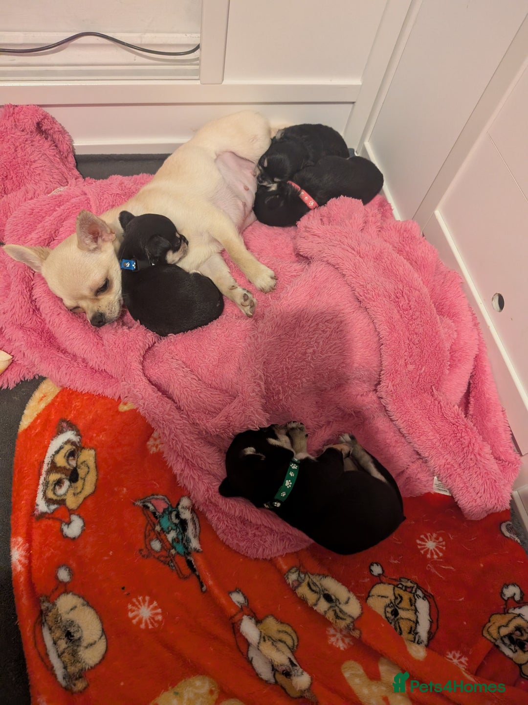 Chihuahua dogs for sale: Litter of Chihuahua pups - Image 2