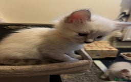 Mixed Breed cats for sale: Kittens for sale!  - Image 9