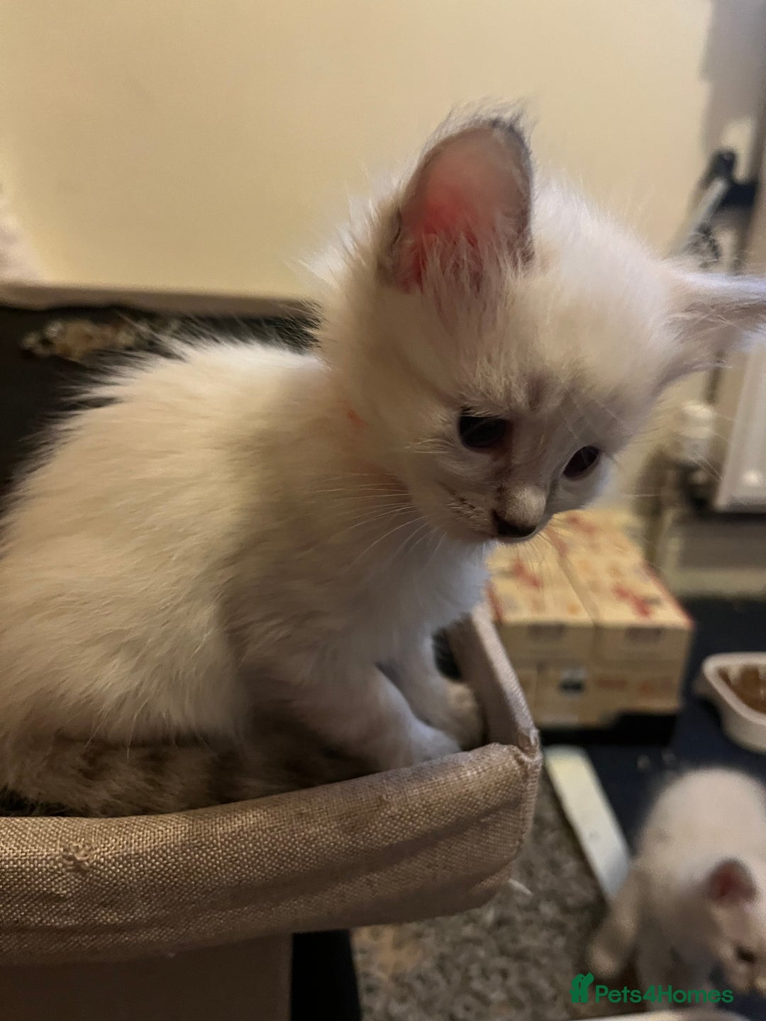 Mixed Breed cats for sale: Kittens for sale!  - Image 9