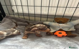 Miniature Dachshund dogs for sale: Beautiful mini dapple and chocolate dachshund  - Image 11