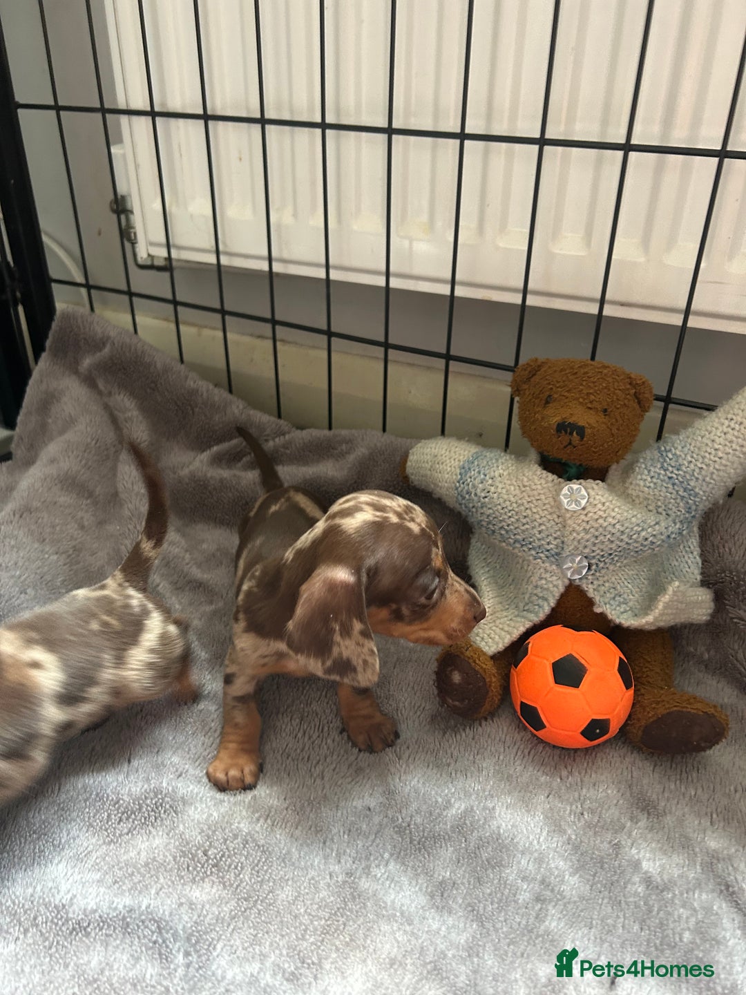 Miniature Dachshund dogs for sale: Beautiful mini dapple and chocolate dachshund  - Image 11