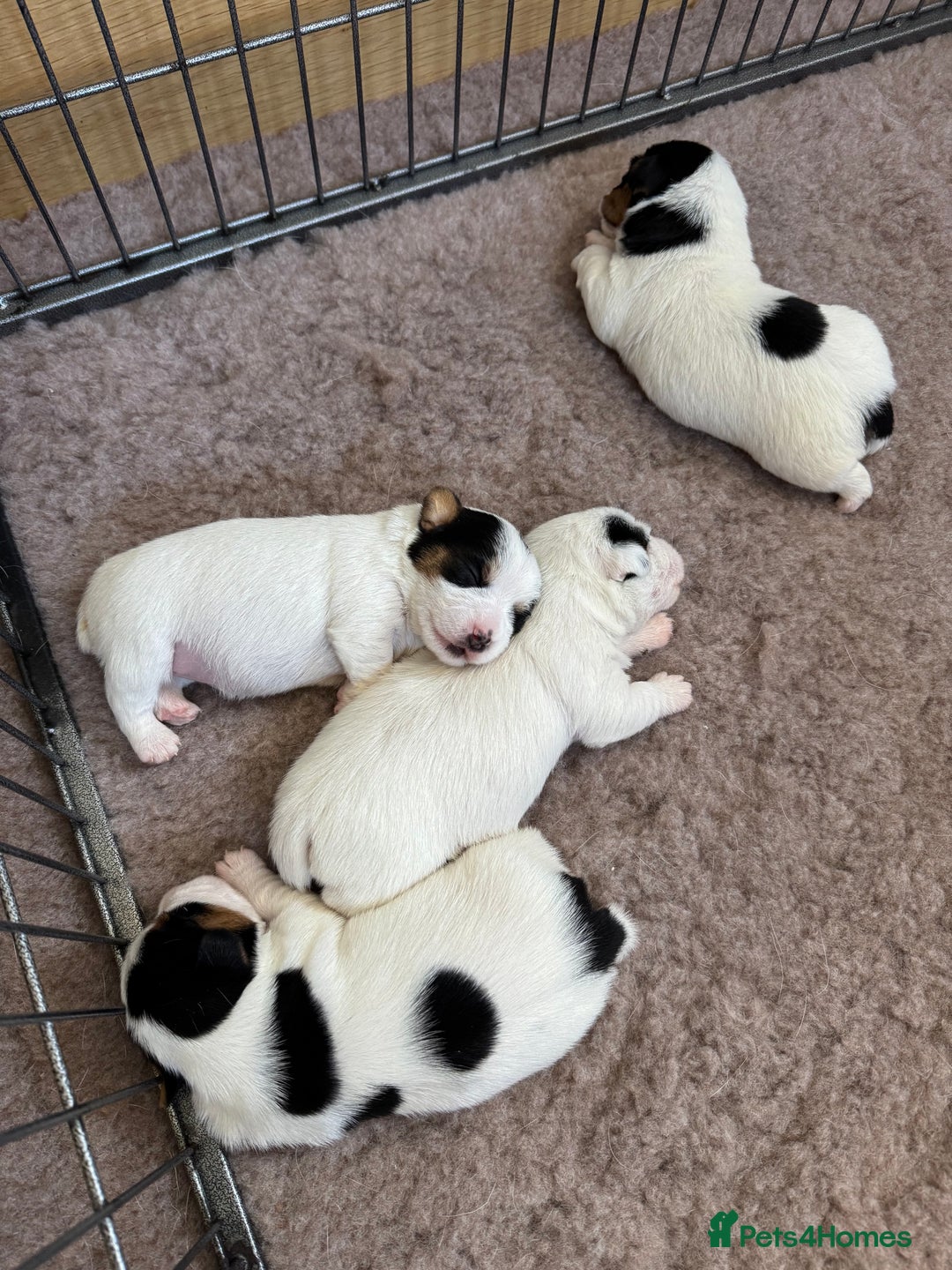 Jack Russell dogs for sale: Jack Russell Puppies - Image 9