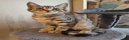 Maine Coon cats for sale: Beautiful 3/4 Maine Coon cross Kittens - Advert 28