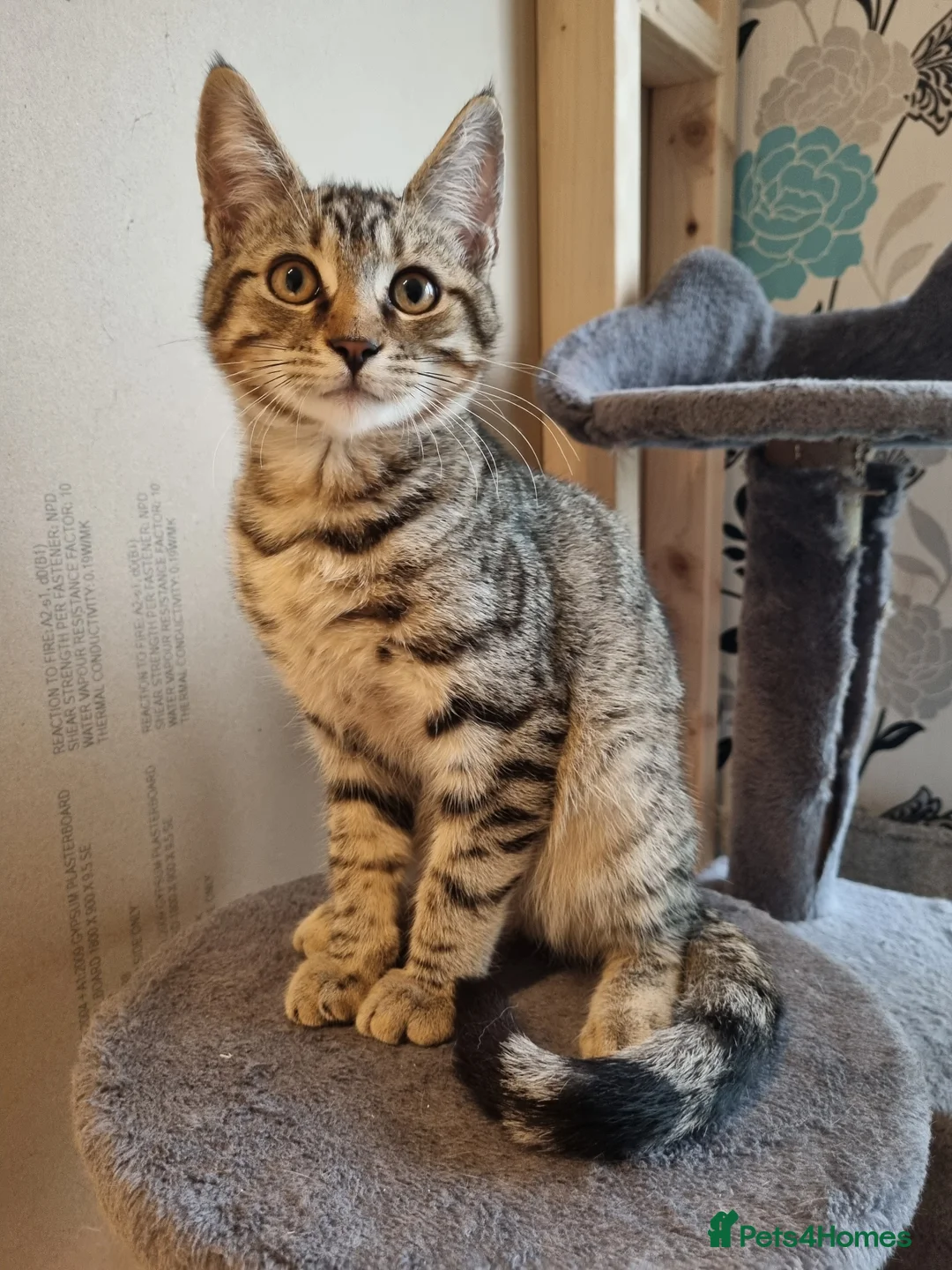 Maine Coon cats for sale: Beautiful 3/4 Maine Coon cross Kittens - Advert 28
