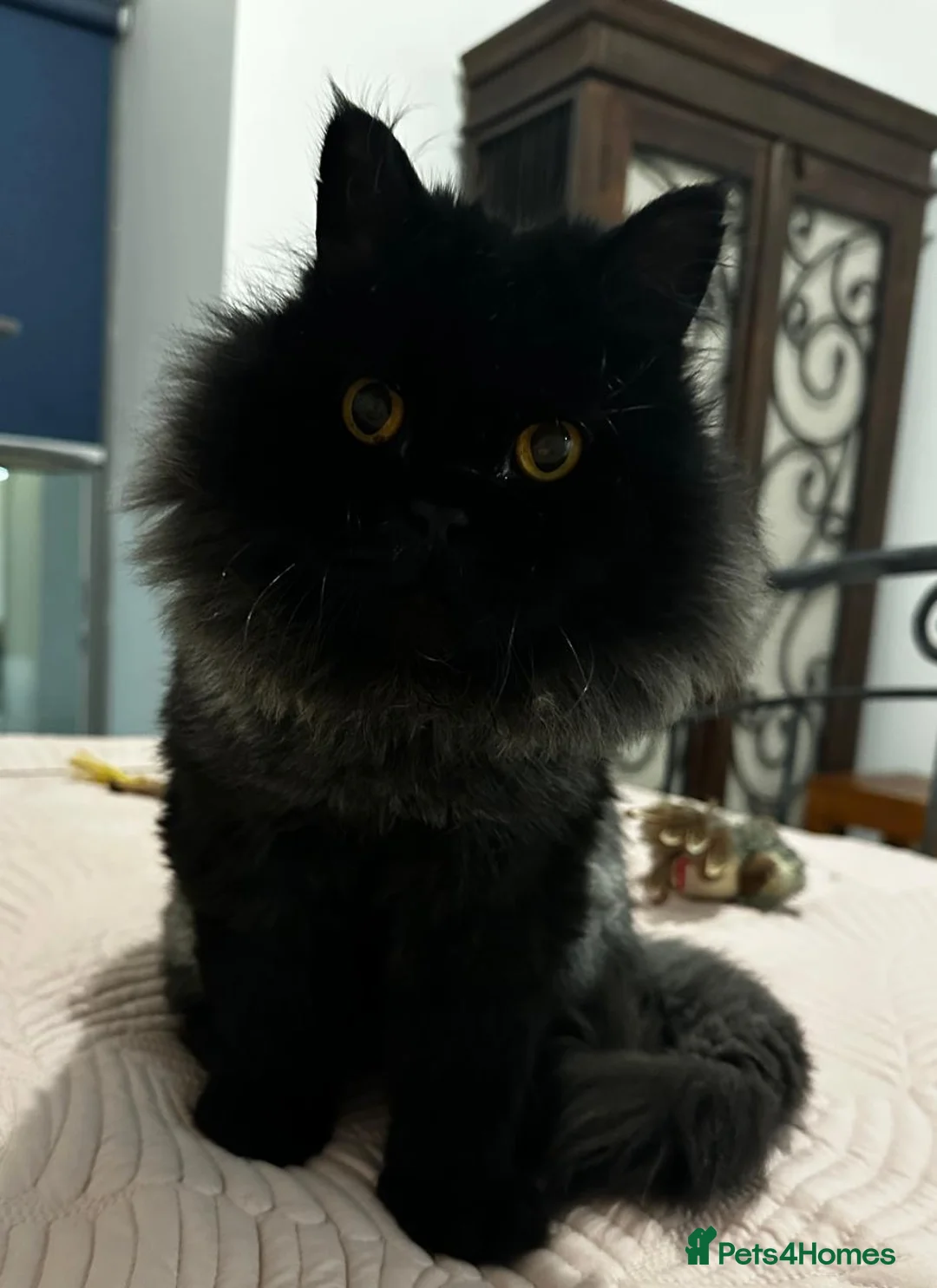 Domestic Shorthair cats for adoption: Coco bean - Advert 3